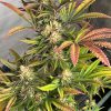 Pink Crumble feminizada de Karma Genetics