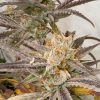 Pink Crumble feminizada de Karma Genetics