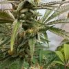 Pink Crumble feminizada de Karma Genetics