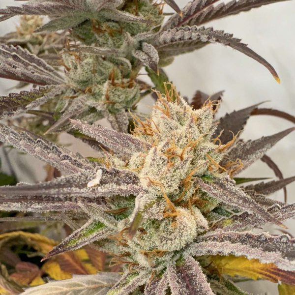 Pink Crumble feminizada de Karma Genetics