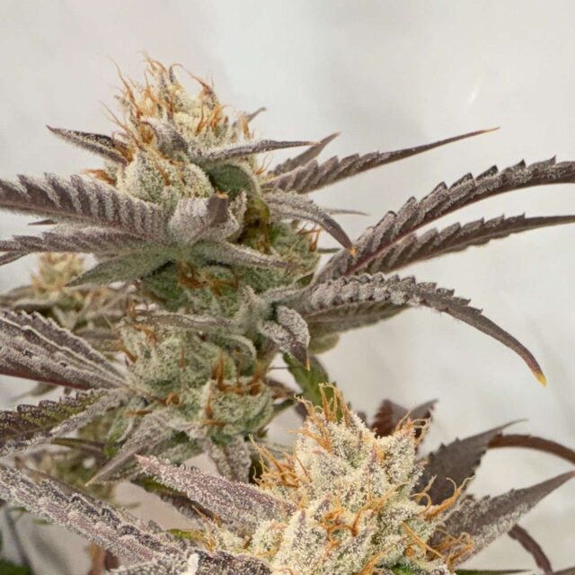 Pink Crumble feminizada de Karma Genetics