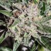 Pink Fritter feminizada de Karma Genetics