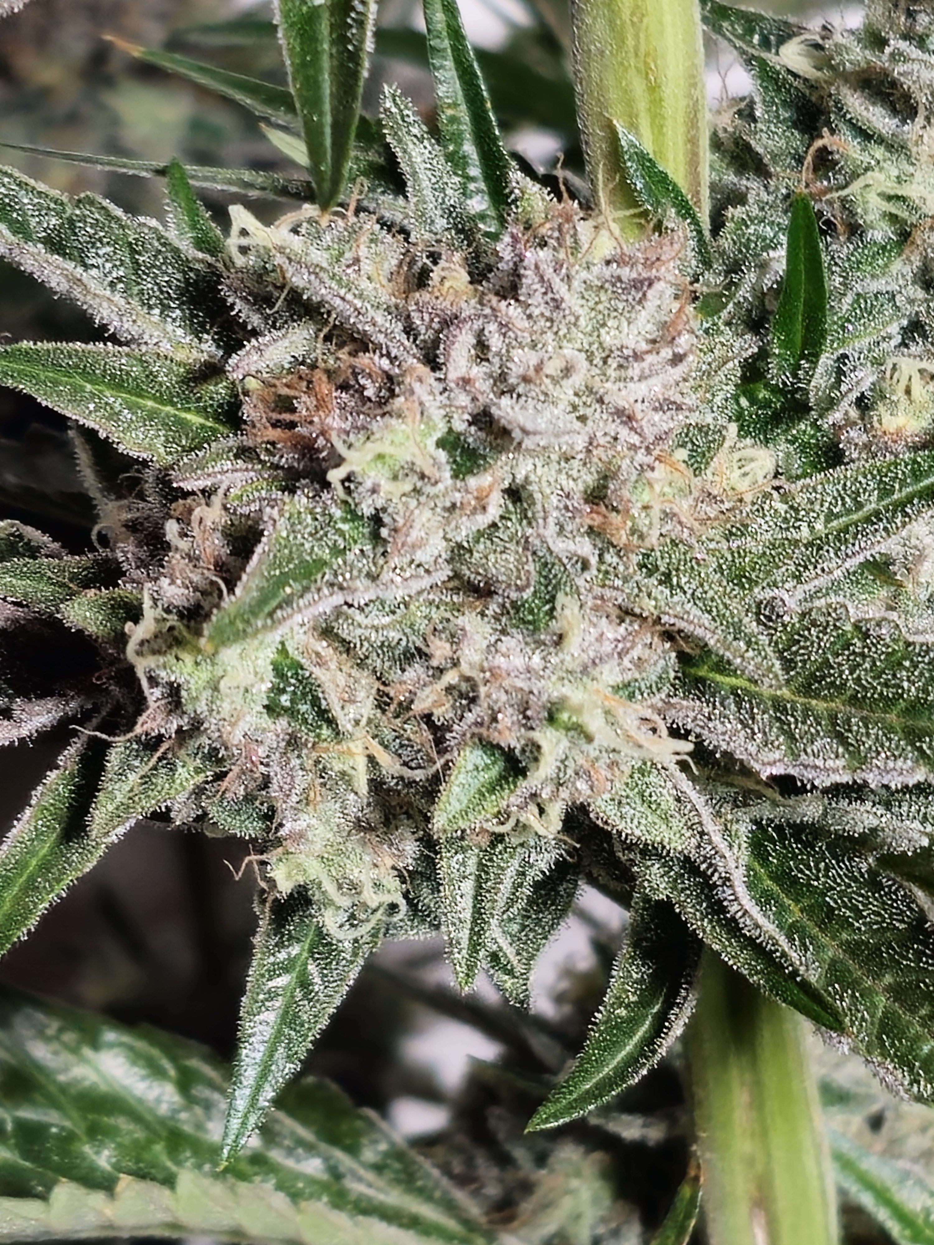 Pink Fritter feminizada de Karma Genetics