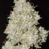 Pink Fritter feminizada de Karma Genetics