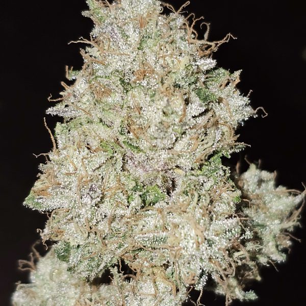 Pink Fritter feminizada de Karma Genetics