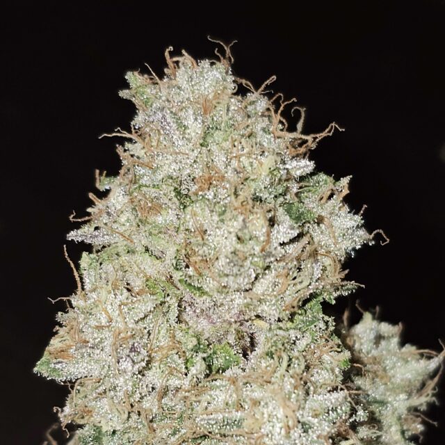 Pink Fritter feminizada de Karma Genetics