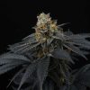 Pink Gasoline feminizada de Perfect Tree
