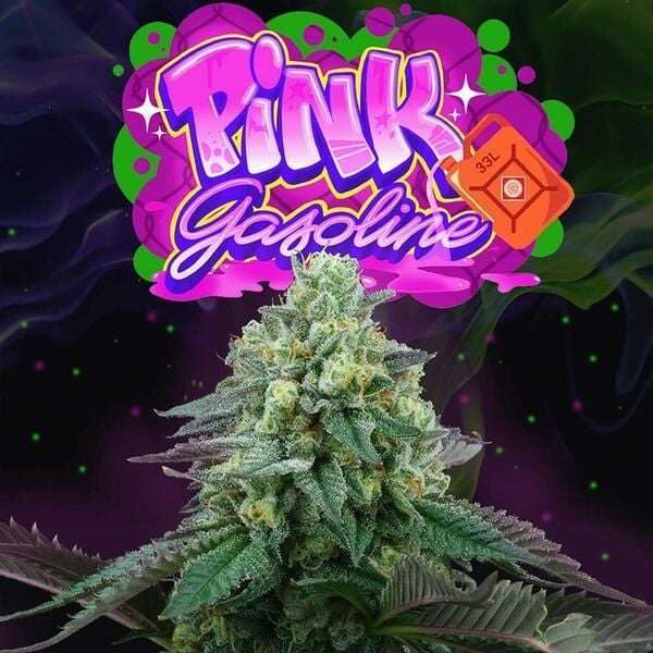 Pink Gasoline feminizada de Perfect Tree