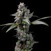 Pink Passion Fruit feminizada de Cookies Seed Bank