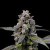Pink Passion Fruit feminizada de Cookies Seed Bank