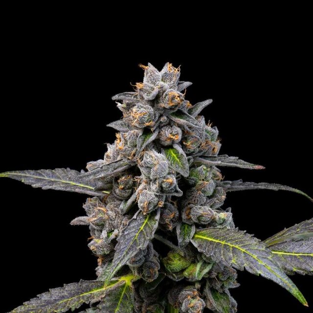 Pink Passion Fruit feminizada de Cookies Seed Bank