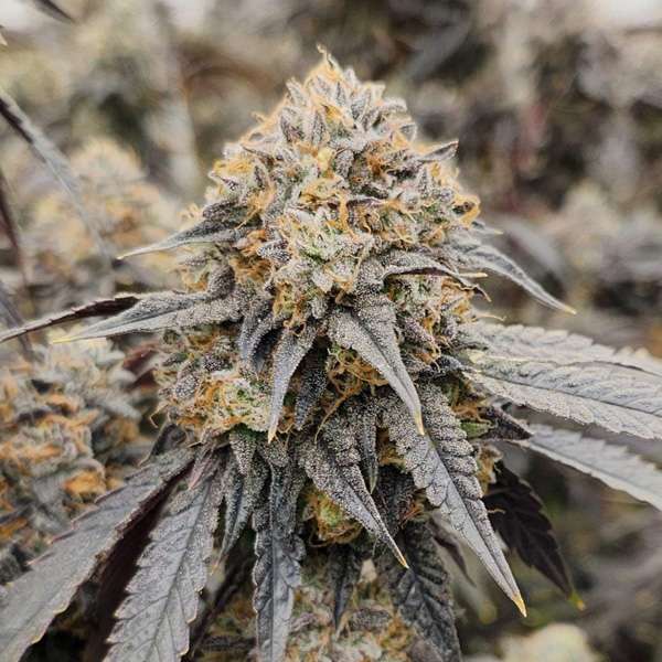 Pink Payton feminizada de Karma Genetics