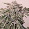 Pink Pie feminizada de Karma Genetics