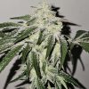 Pink Pie feminizada de Karma Genetics