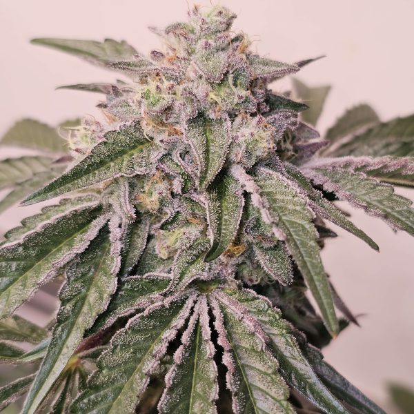 Pink Pie feminizada de Karma Genetics