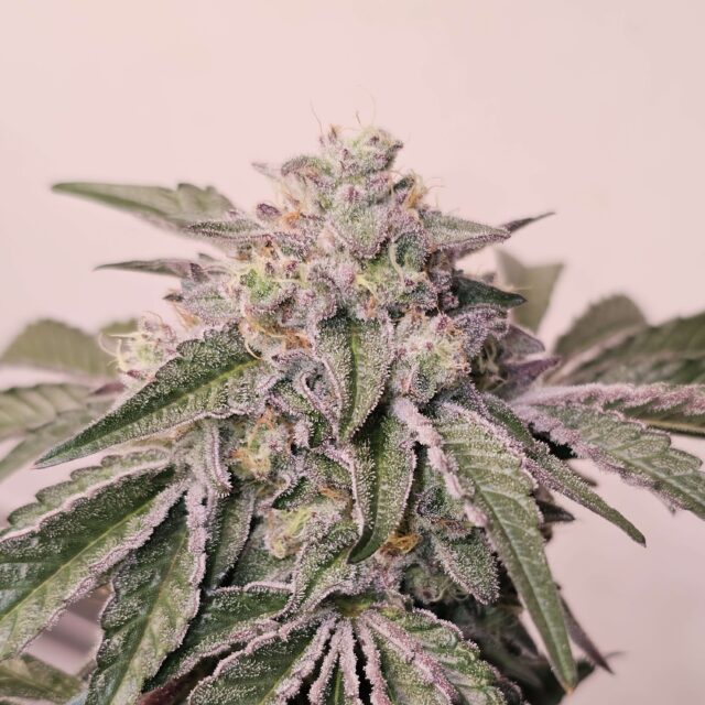 Pink Pie feminizada de Karma Genetics