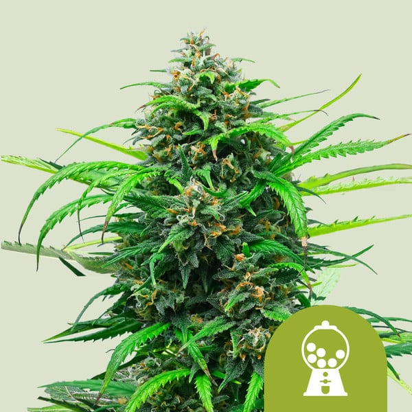 Pink Runtz Auto de Royal Queen Seeds