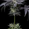 Pink Runtz x Hollywood feminizada de Cookies Seed Bank