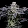 Pink Runtz x Hollywood feminizada de Cookies Seed Bank