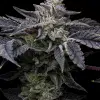 Pink Runtz x Hollywood feminizada de Cookies Seed Bank
