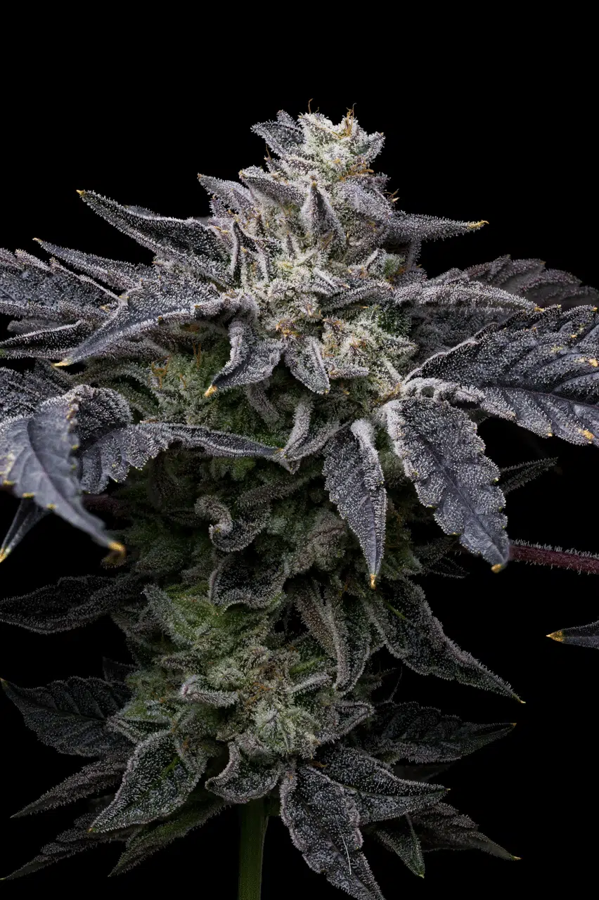 Pink Runtz x Hollywood feminizada de Cookies Seed Bank - Imagen 3