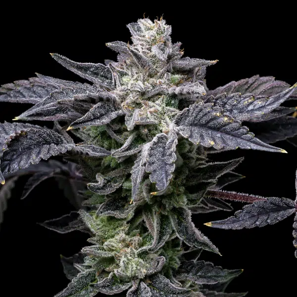 Pink Runtz x Hollywood feminizada de Cookies Seed Bank