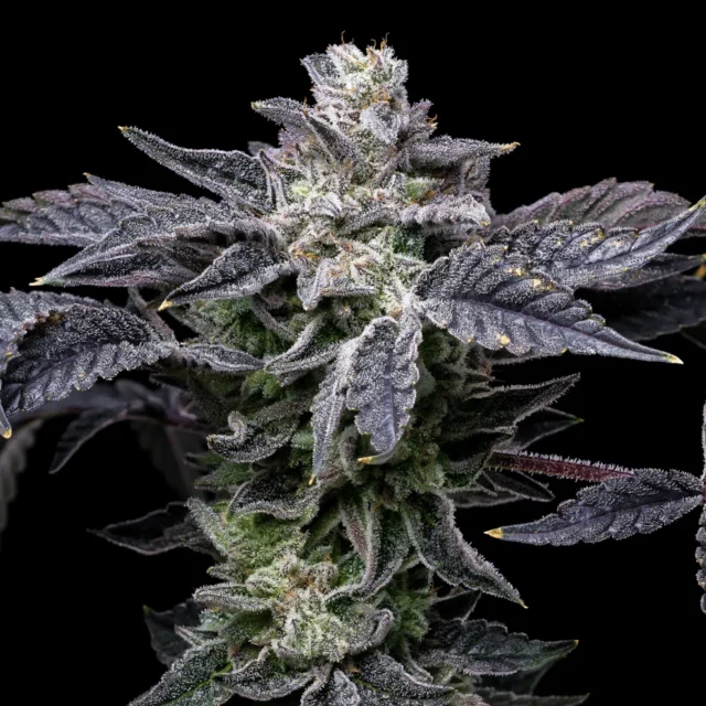 Pink Runtz x Hollywood feminizada de Cookies Seed Bank