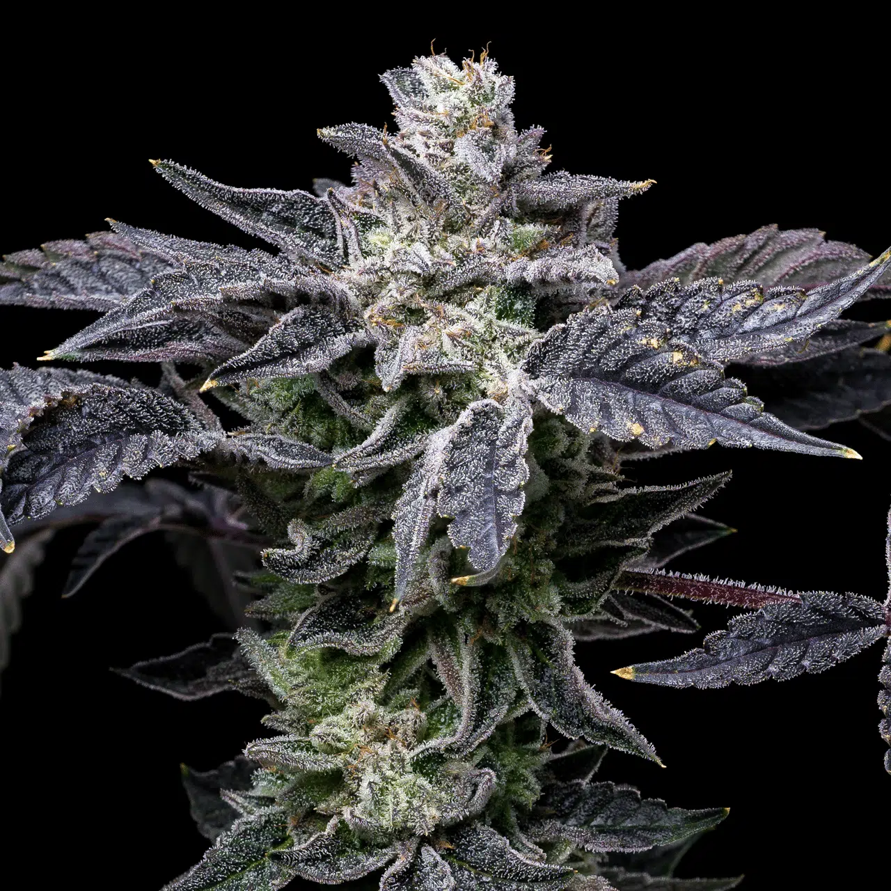 Pink Runtz x Hollywood feminizada de Cookies Seed Bank