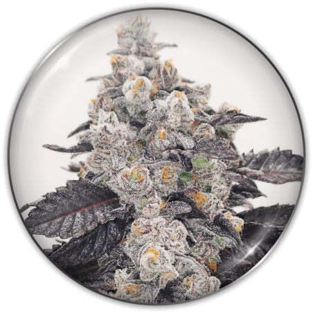 Pink Sherbert feminizada de Medical Seeds