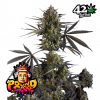 Pound Cake Auto de FastBuds