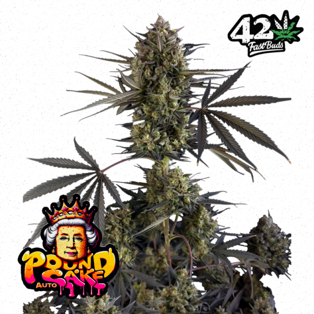 Pound Cake Auto de FastBuds