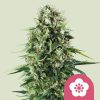 Power Flower feminizada de Royal Queen Seeds