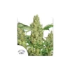 Power Plant feminizada de Dutch Passion