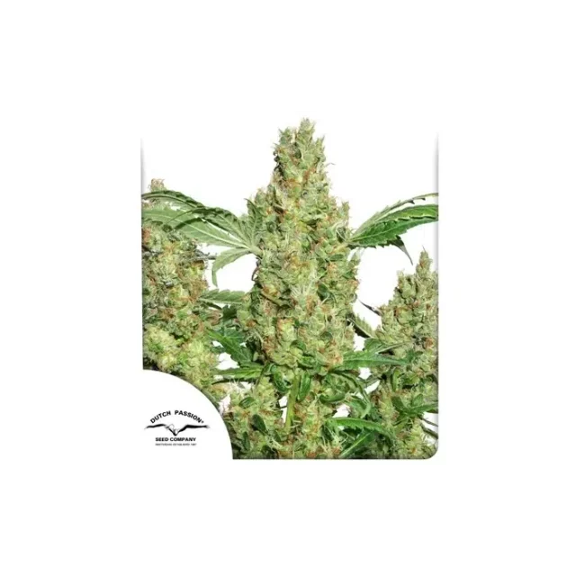 Power Plant feminizada de Dutch Passion