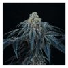 Puff Mints feminizada de Perfect Tree