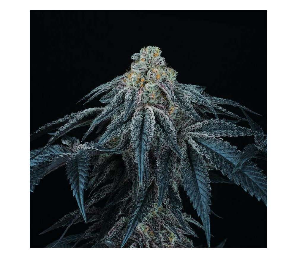 Puff Mints feminizada de Perfect Tree