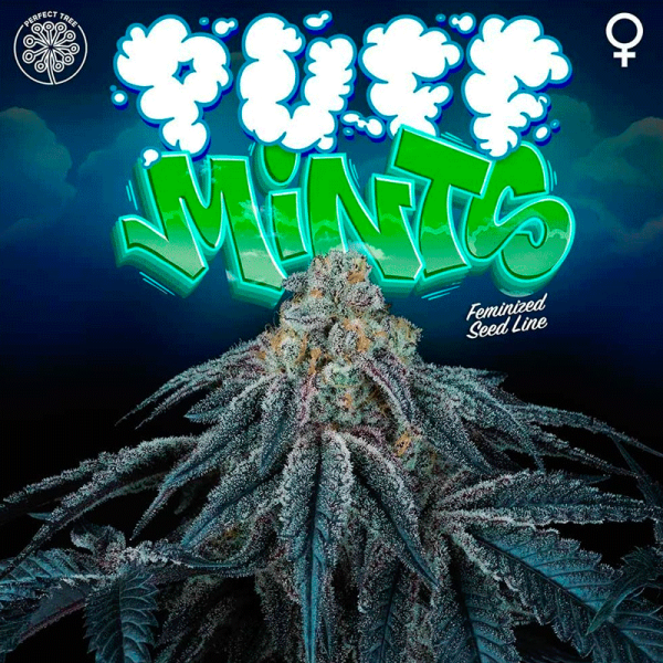 Puff Mints feminizada de Perfect Tree