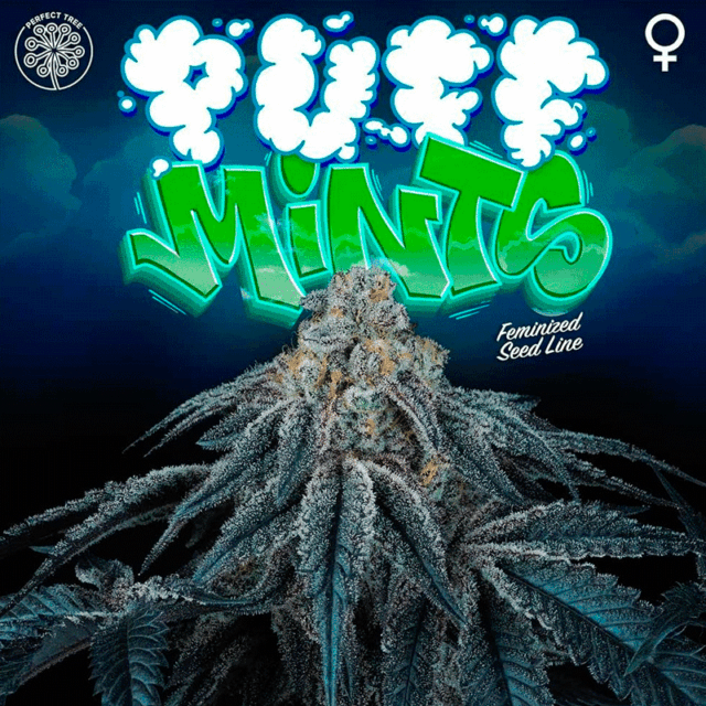 Puff Mints feminizada de Perfect Tree