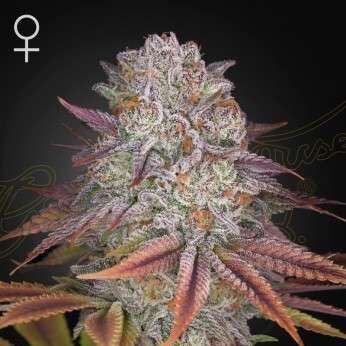 Pulp Friction feminizada de Green House Seeds