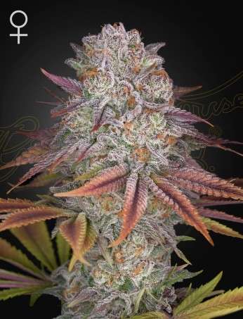 Pulp Friction feminizada de Green House Seeds
