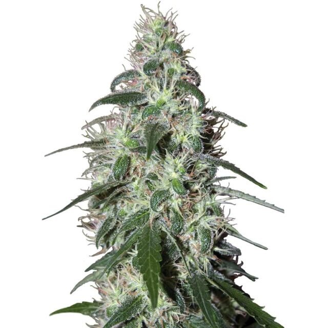 Pulsar feminizada de Buddha Seeds
