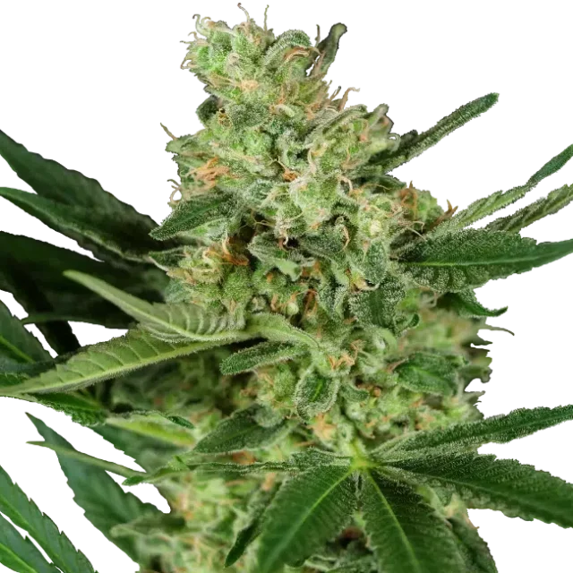 Pumpkin Spice feminizada de Sensi Seeds