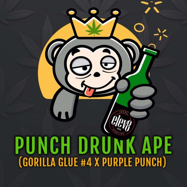 Punch Drunk Ape feminizada de Elev8 Seeds