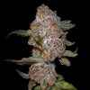 Punch Drunk Ape feminizada de Elev8 Seeds