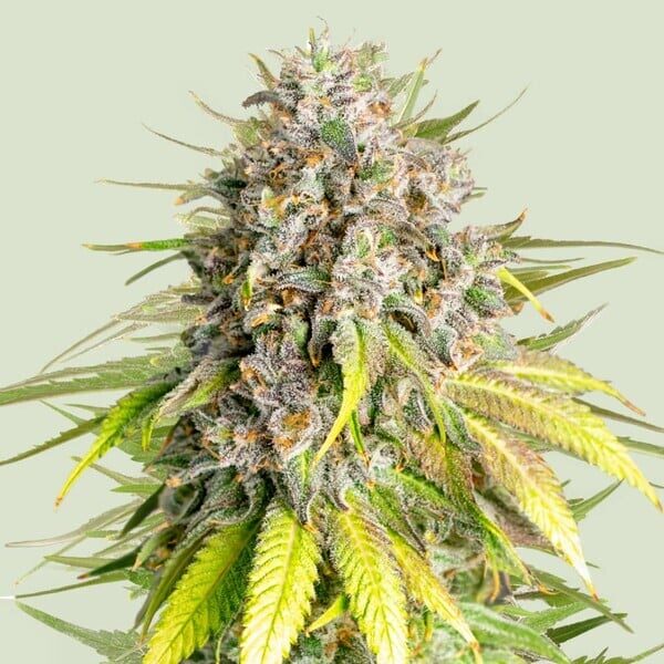 Punch Pie feminizada de Royal Queen Seeds