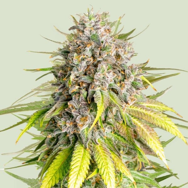 Punch Pie feminizada de Royal Queen Seeds
