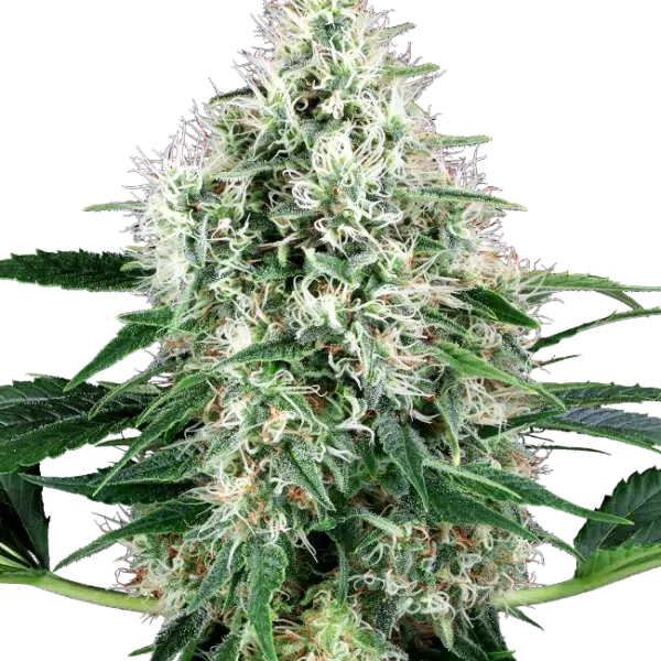 Pure Power Plant Auto de White Label Seeds