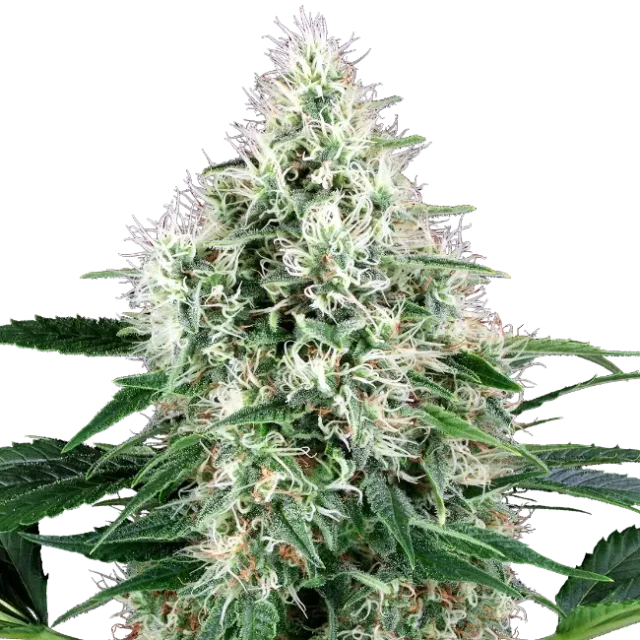 Pure Power Plant Auto de White Label Seeds