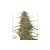 Purple #1 feminizada de Dutch Passion