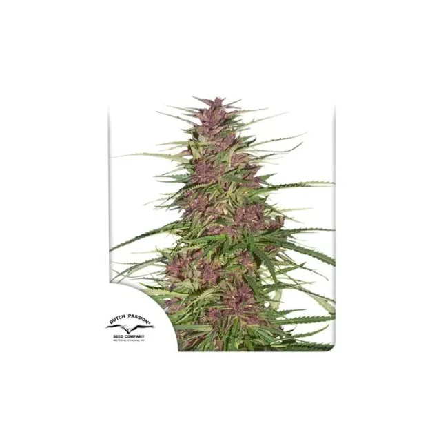 Purple #1 feminizada de Dutch Passion